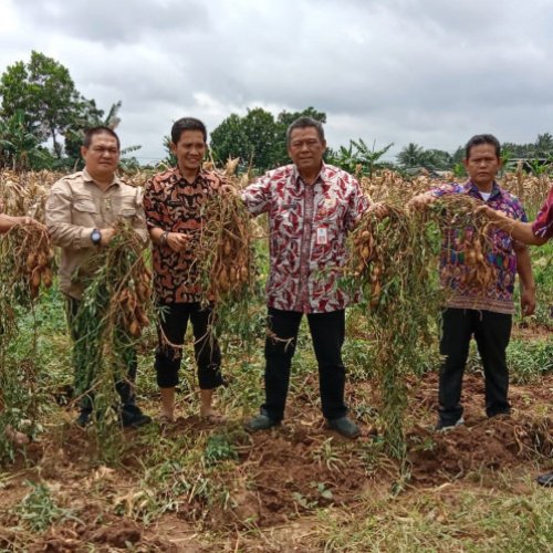 Pemkab Tangerang Dorong Masyarakat Budidayakan Pertanian Umbi Jepang