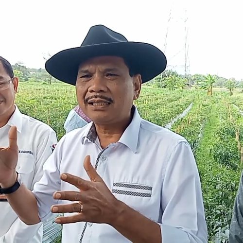Upaya Pemkot Serang Menekan Inflasi Daerah Lewat Panen Produk Pertanian