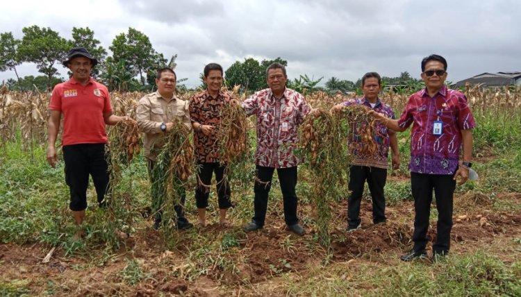 Pemkab Tangerang Dorong Masyarakat Budidayakan Pertanian Umbi Jepang