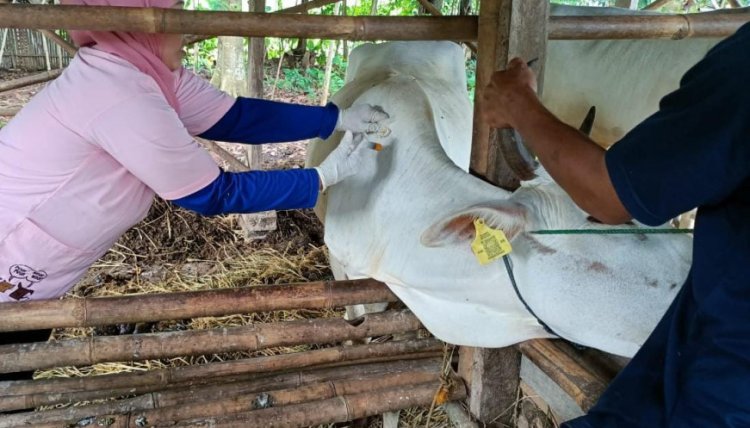 38 Sapi dan Kerbau di Kabupaten Tangerang Terjangkit LSD Dinas Gencarkan Vaksinasi