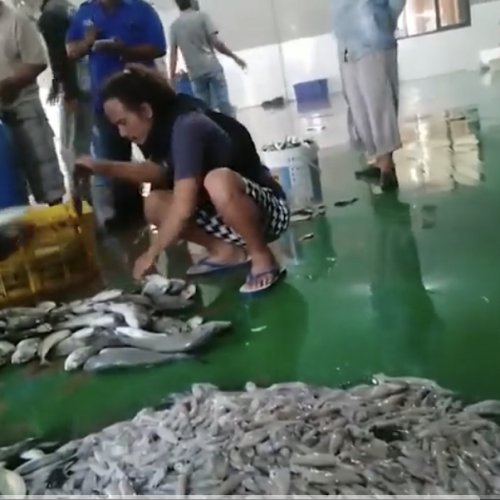 Harga Ikan Premium di TPI Labuan Meroket Jelang Ramadan