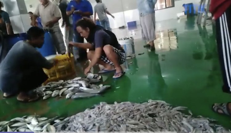 Harga Ikan Premium di TPI Labuan Meroket Jelang Ramadan