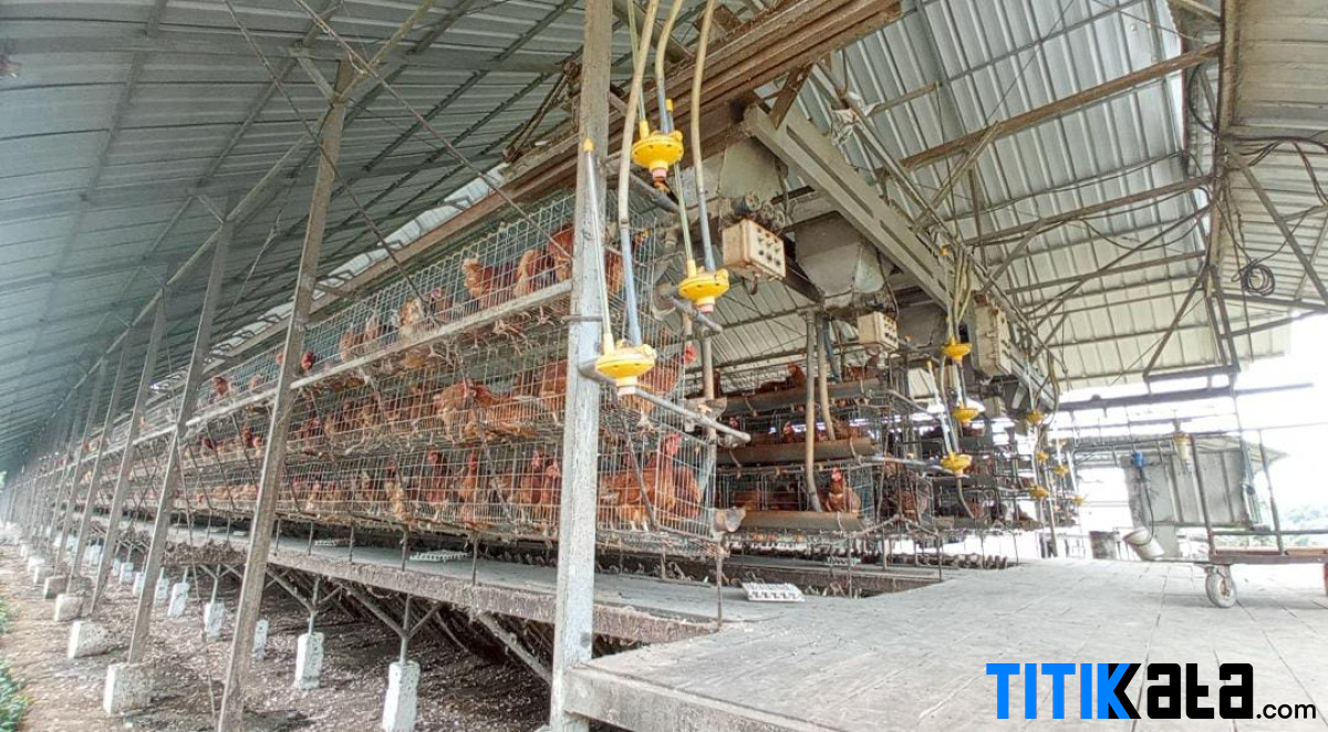Pabrik Ayam Serap Pekerja Lokal Disegel Satpol PP Karena Tak Berizin