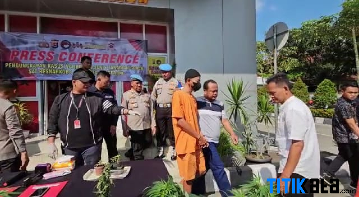 Bawa Bibit Dari Thailand, Warga Sindang Jaya Kabupaten Tangerang Tanam Ganja di Rumah