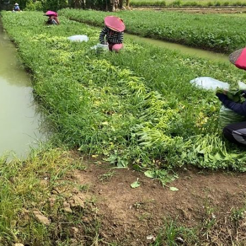 Belasan Tahun Petani Sayur di Kota Tangerang Tidak Terakses Pupuk Pemerintah