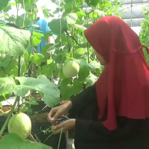 Tak Cuma soal Agama, Santri di Lebak Belajar Cara Cari Duit dari Bertani