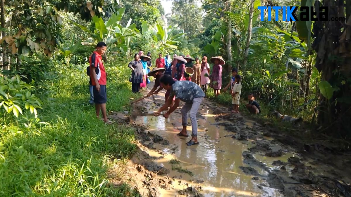 Aksi Warga Kebon Kelapa Lebak Tanam Padi di Jalan Rusak