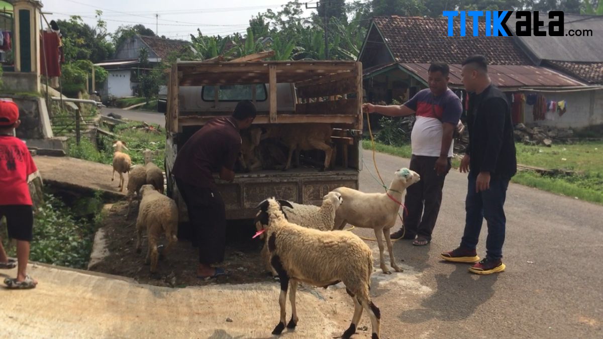 Penjualan Hewan Kurban di Kabupaten Lebak Meningkat Dratis