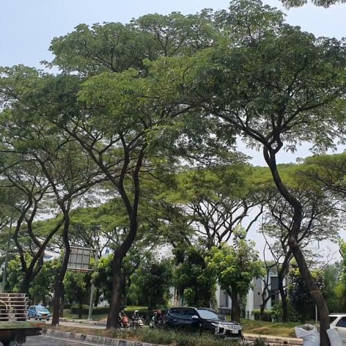 DLH Kota Tangsel Tak Mengetahui Jumlah Aset Pohon Daerah Hasil Serah Terima PSU Pengembang