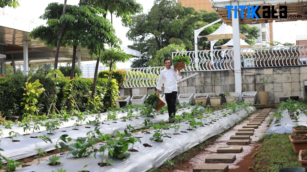 Novotel Tangerang Bangun Sky Garden di Atas Gedung Hotel, Jadi Oase Hijau dan Sumber Sayur Organik untuk Tamu