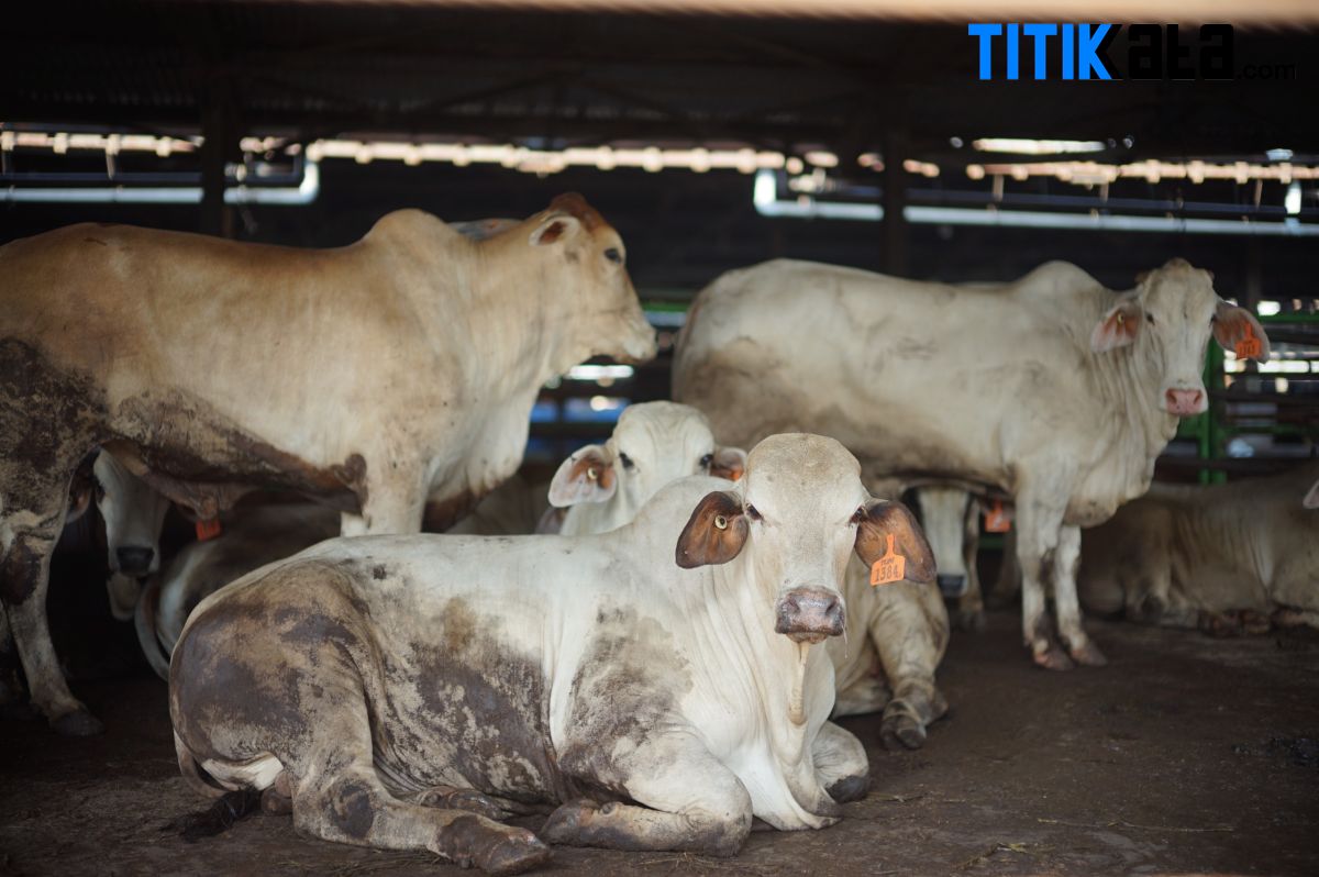 Penuhi Kebutuhan Iduladha 1447 H, Perumda Dharma Jaya Targetkan Penyediaan 900 Ekor Sapi