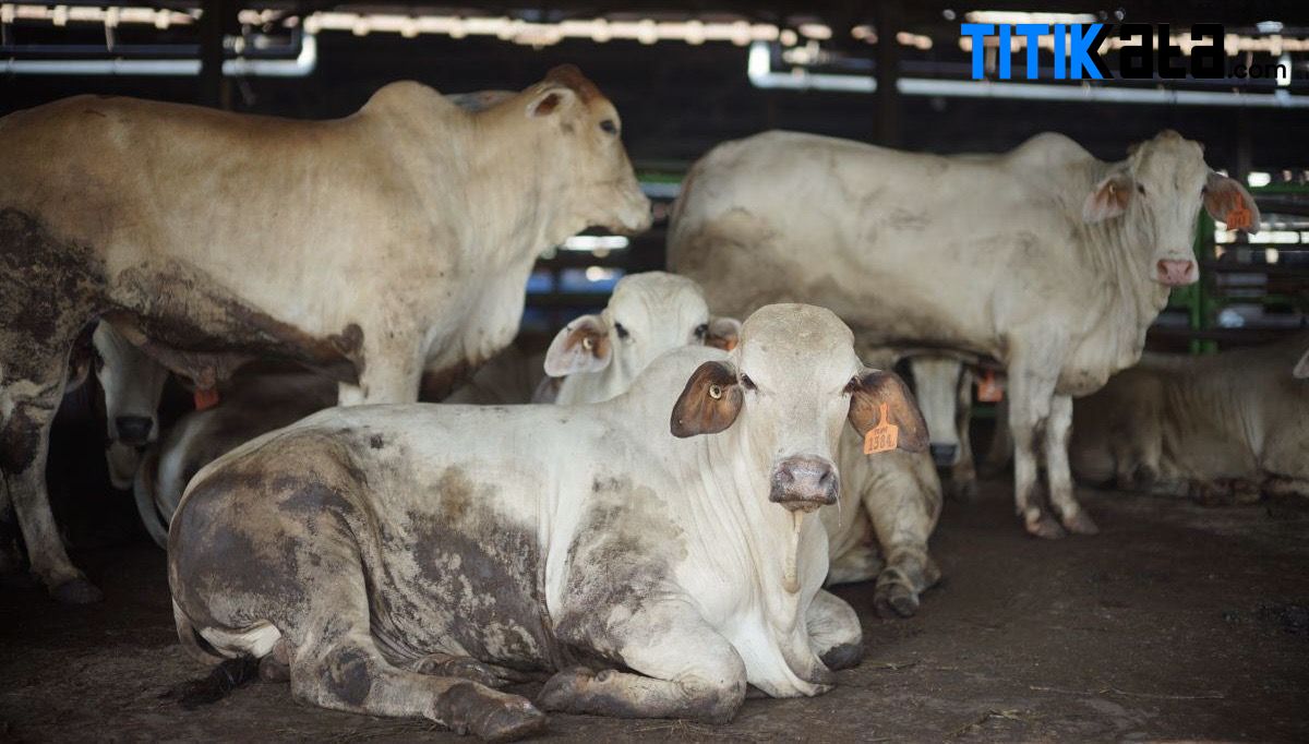 Hewan Qurban 2026 Capai 63.171 Ekor, Distan Banten Perketat Pengawasan