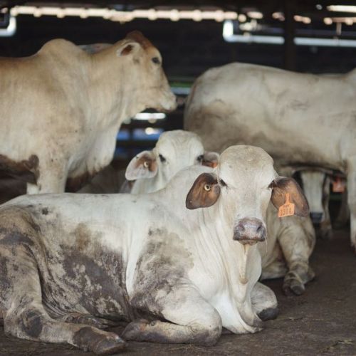 Hewan Qurban 2026 Capai 63.171 Ekor, Distan Banten Perketat Pengawasan
